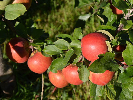 Äpfel auf Baum